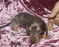 Skyler, a female Miniature Dachshund for sale in Lovely, KY – Photo 1 of 6