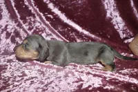 Skyler, a female Miniature Dachshund for sale in Lovely, KY – Photo 4 of 6