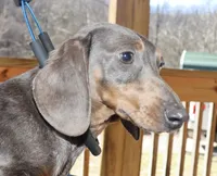 Skyler, a female Miniature Dachshund for sale in Lovely, KY – Photo 6 of 6
