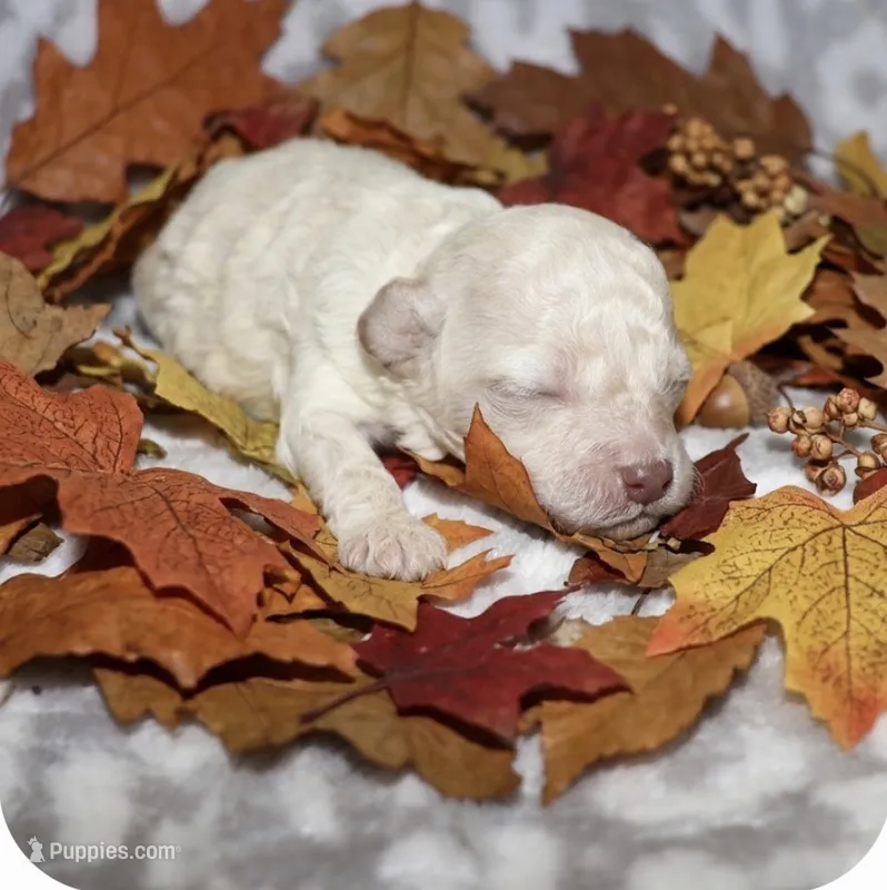 Casper – Poodle - Toy  puppy for sale in Lovely, KY