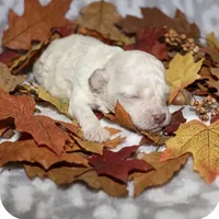 Casper, a male Poodle - Toy  for sale in Lovely, KY – 1 of 3