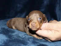 Kaydon , a male Miniature Dachshund for sale in Lovely, KY – 6 of 6