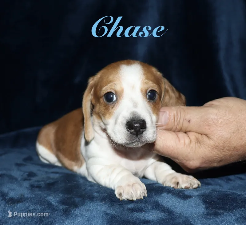 Chase – Miniature Dachshund puppy for sale in Lovely, KY