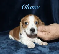 Chase, a male Miniature Dachshund for sale in Lovely, KY – 1 of 6