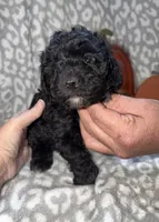 Brutus, a male Poodle - Miniature  for sale in Lovely, KY – 4 of 4