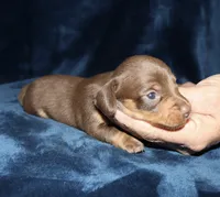 Kaydon , a male Miniature Dachshund for sale in Lovely, KY – 4 of 6