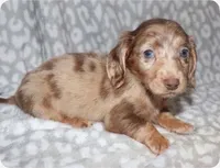 Coral LH Isabella dapple, a female Miniature Dachshund for sale in Lovely, KY – 3 of 8