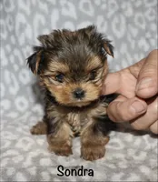Tiny Sondra, a female Yorkshire Terrier for sale in Lovely, KY – 3 of 8