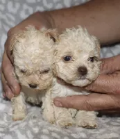 Darla, a female Poodle - Toy  for sale in Lovely, KY – 7 of 7