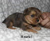 Solly - Merle male 1, a male Yorkshire Terrier for sale in Lovely, KY – 4 of 6