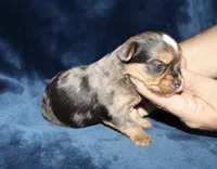 Alek. (Merle), a male Yorkshire Terrier for sale in Lovely, KY – 6 of 8