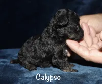 Calypso , a female Poodle - Toy  for sale in Lovely, KY – 4 of 4