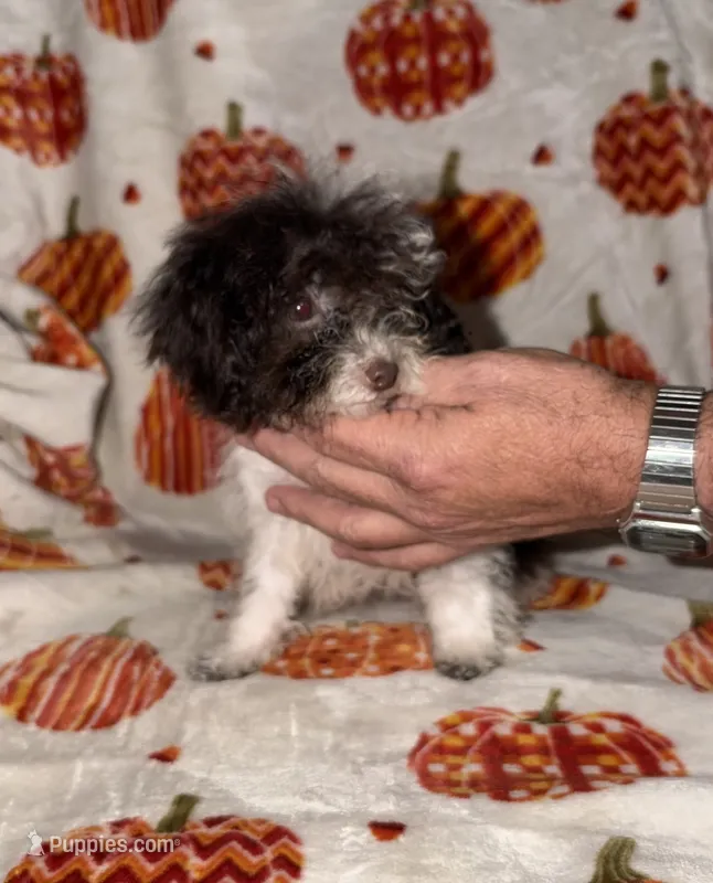 Itsy  tiny girl 4 lbs full grown  – Poodle - Toy  puppy for sale in Lovely, KY