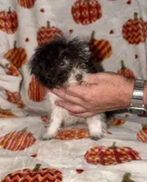 Itsy  tiny girl 2lbs 7oz, a female Poodle - Toy  for sale in Lovely, KY – 1 of 3