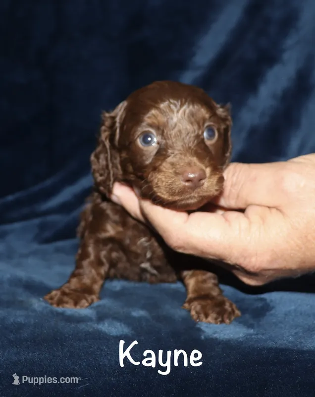 Kayne (LH) – Miniature Dachshund puppy for sale in Lovely, KY