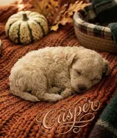 Casper tiny male 4 lbs, a male Poodle - Toy  for sale in Lovely, KY – 3 of 9