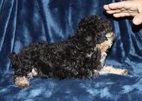 Phantom, a female Poodle - Toy  for sale in Lovely, KY – Photo 7 of 8