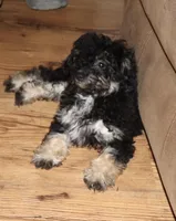 Phantom, a female Poodle - Toy  for sale in Lovely, KY – Photo 8 of 8