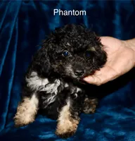 Phantom, a female Poodle - Toy  for sale in Lovely, KY – Photo 3 of 8