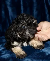 Phantom, a female Poodle - Toy  for sale in Lovely, KY – Photo 4 of 8