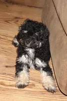 Phantom, a female Poodle - Toy  for sale in Lovely, KY – Photo 2 of 8