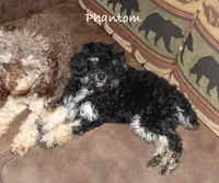 Phantom, a female Poodle - Toy  for sale in Lovely, KY – Photo 6 of 8
