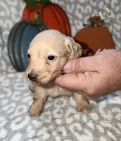 Tibbs, a male Miniature Dachshund for sale in Lovely, KY – 3 of 6