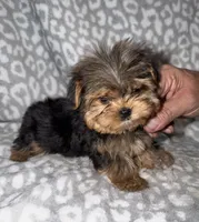 Tiny Sondra- 3 lbs full grown, a female Yorkshire Terrier for sale in Lovely, KY – 4 of 4