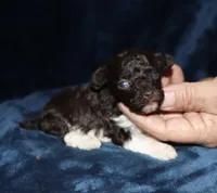 Paint, a male Poodle - Toy  for sale in Lovely, KY – 5 of 7