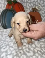 Tibbs, a male Miniature Dachshund for sale in Lovely, KY – 6 of 6