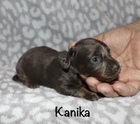 Kanika (Longhaired) blue, a female Miniature Dachshund for sale in Lovely, KY – 7 of 7