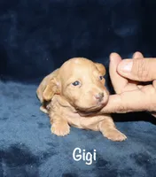 Gigi, a female Miniature Dachshund for sale in Lovely, KY – 4 of 9