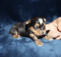 Allen, a male Yorkshire Terrier for sale in Lovely, KY – 5 of 6