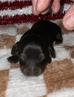 Kelly (longhaired), a female Miniature Dachshund for sale in Lovely, KY – 4 of 8