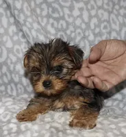 Solly - Merle male 1, a male Yorkshire Terrier for sale in Lovely, KY – 6 of 6