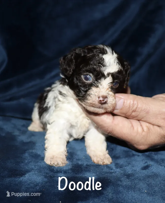 Doodle – Poodle - Toy  puppy for sale in Lovely, KY
