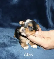 Allen, a male Yorkshire Terrier for sale in Lovely, KY – 2 of 6