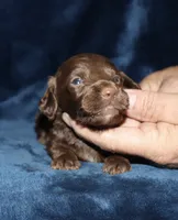 Kayne (LH), a male Miniature Dachshund for sale in Lovely, KY – 5 of 7