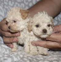 Darla, a female Poodle - Toy  for sale in Lovely, KY – 3 of 7