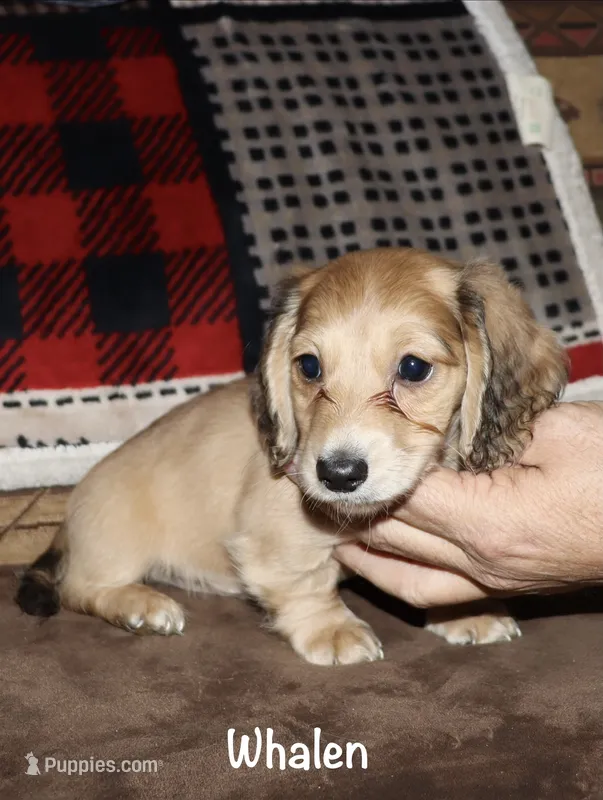 Whalen (Long haired) shaded cream – Miniature Dachshund puppy for sale in Lovely, KY