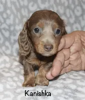 Kanishka (longhaired) isabella, a female Miniature Dachshund for sale in Lovely, KY – 4 of 10