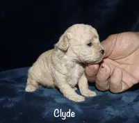 Clyde, a female Poodle - Toy  for sale in Lovely, KY – 5 of 9