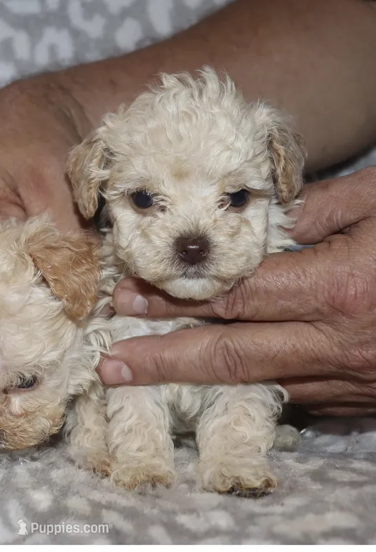 Donna – Poodle - Toy  puppy for sale in Lovely, KY