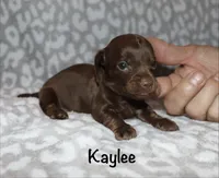 Kaylee (tiny girl), a female Miniature Dachshund for sale in Lovely, KY – 4 of 10