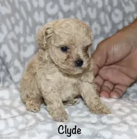 Clyde tiny -4lbs, a male Poodle - Toy  for sale in Lovely, KY – 3 of 6