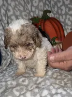Maggie, a female Poodle - Miniature  for sale in Lovely, KY – 3 of 8