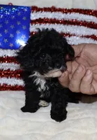 Billy  (Tiny boy), a male Poodle - Toy  for sale in Lovely, KY – Photo 6 of 6