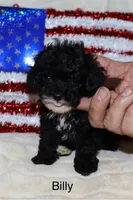 Billy  (Tiny boy), a male Poodle - Toy  for sale in Lovely, KY – Photo 2 of 6