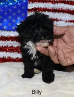 Billy  (Tiny boy), a male Poodle - Toy  for sale in Lovely, KY – Photo 3 of 6