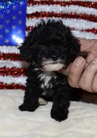 Billy  (Tiny boy), a male Poodle - Toy  for sale in Lovely, KY – Photo 5 of 6